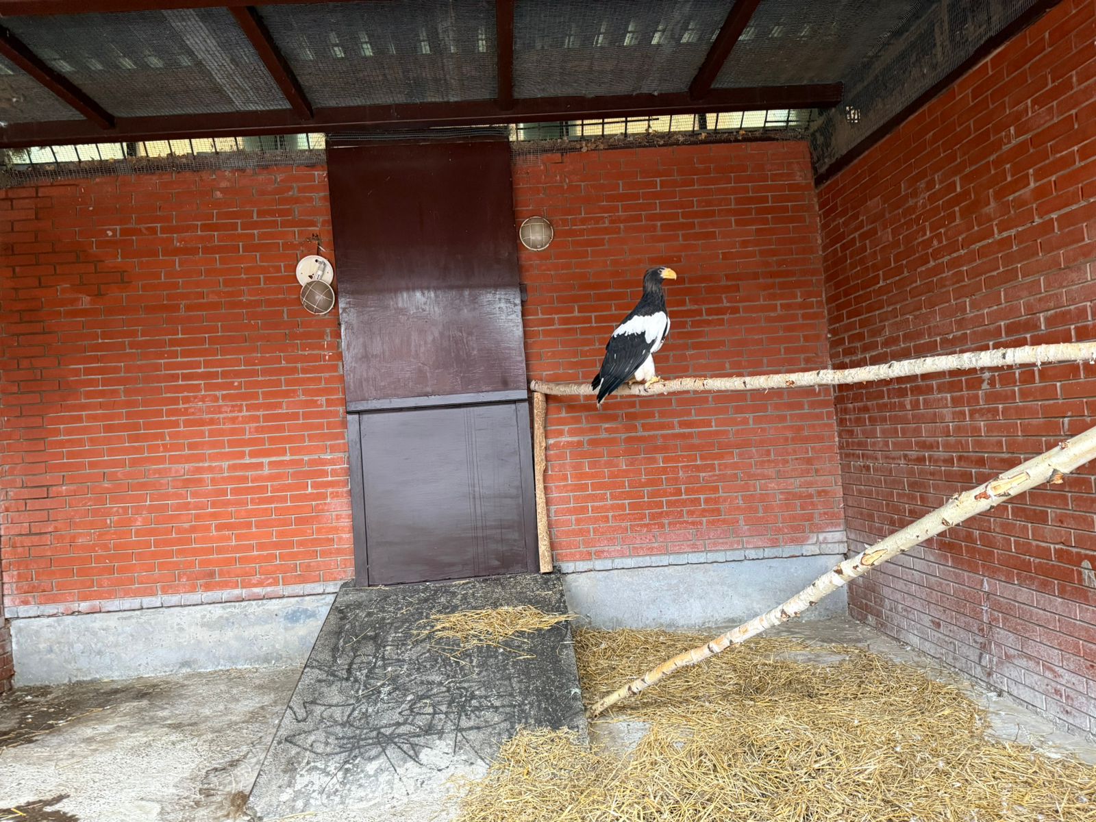 Cотрудники Росприроднадзора проконтролировали передачу белоплечего орлана в Зоопарк Удмуртии