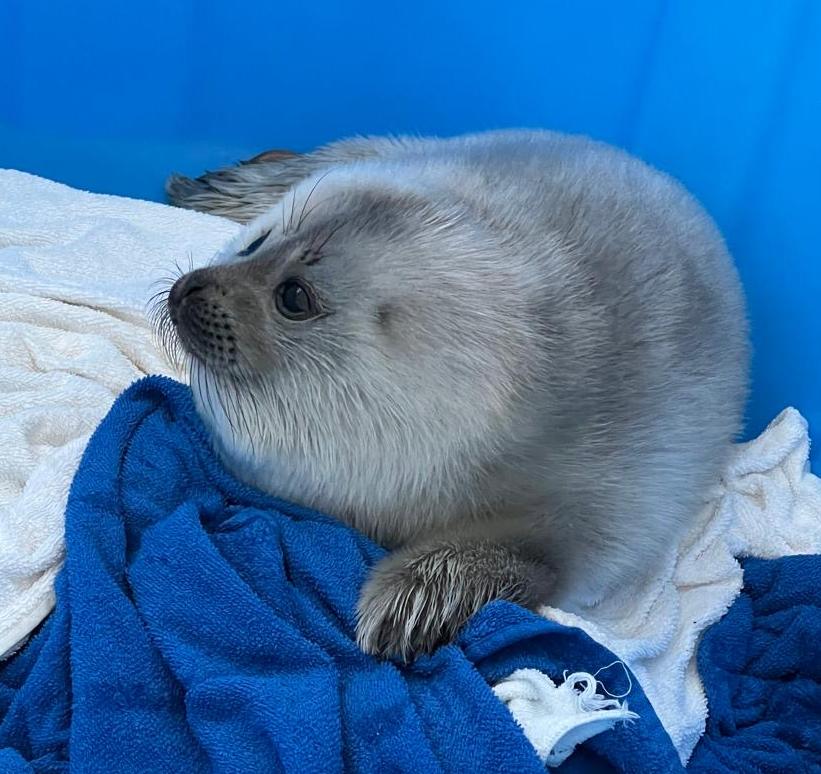 В Петербурге в Фонд друзей балтийской нерпы на реабилитацию поступили первые пациенты  