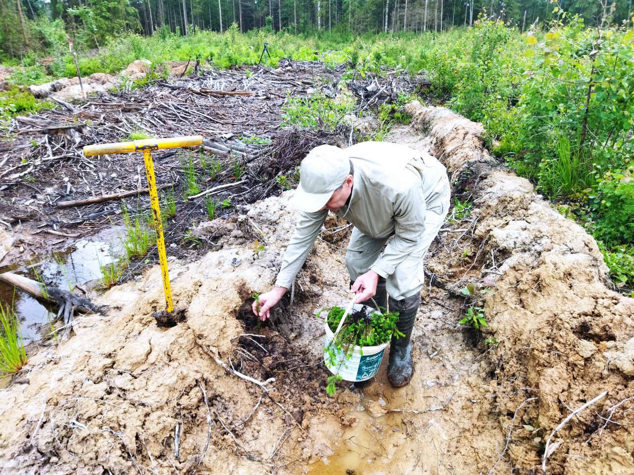 Сотрудники СЗМУ Росприроднадзора приняли участие в высадке Сада памяти в Новгородский области