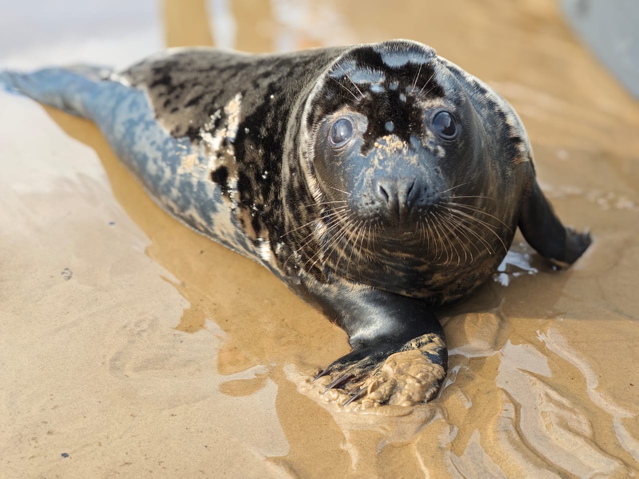 В Ленинградской области состоялся первый в сезоне выпуск тюленей 