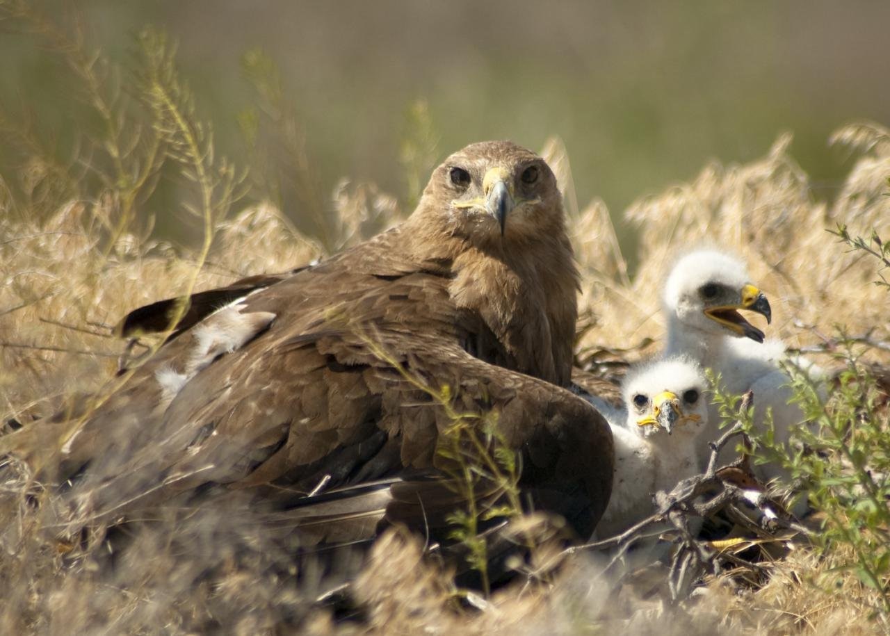 Росприроднадзор определил место дальнейшего содержания трех птенцов степного орла