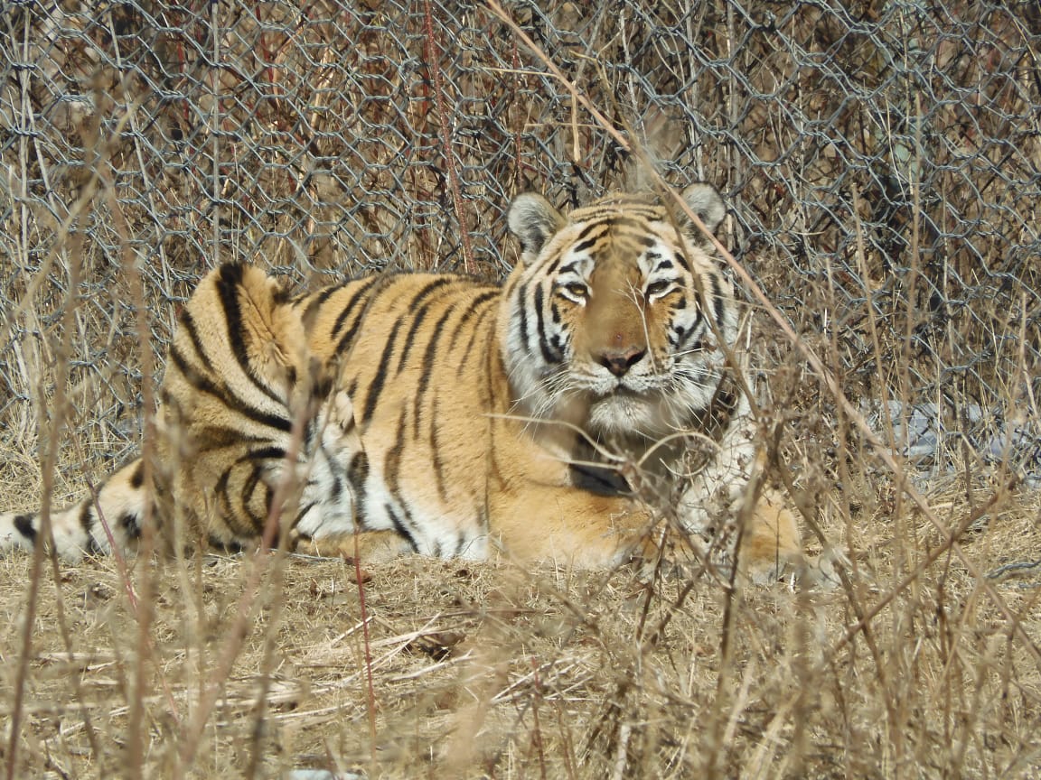 Сотрудники Росприроднадзора контролируют проведение обследования изъятой из природы тигрицы и ее дальнейшую судьбу
