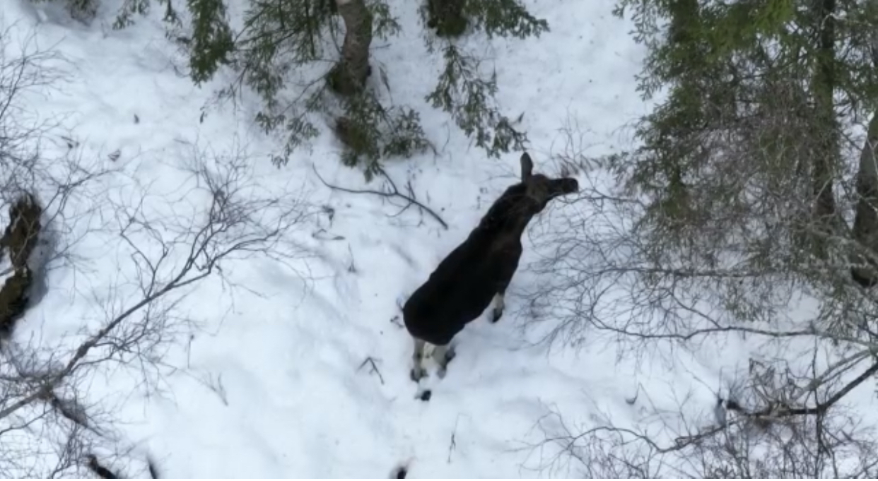 Малоснежье в лесах Ленинградской области ведет к увеличению случаев выхода лосей на автомобильные трассы