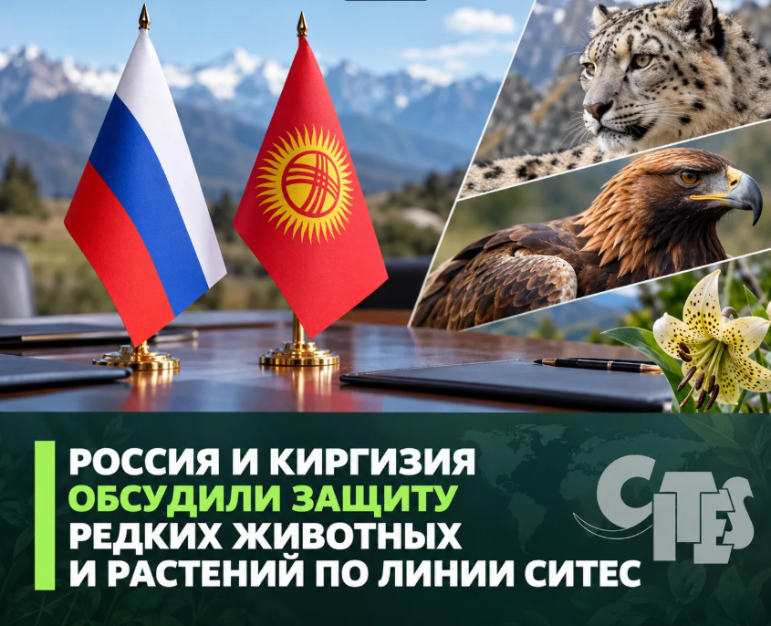 Россия и Киргизия обсудили защиту редких животных и растений по линии СИТЕС