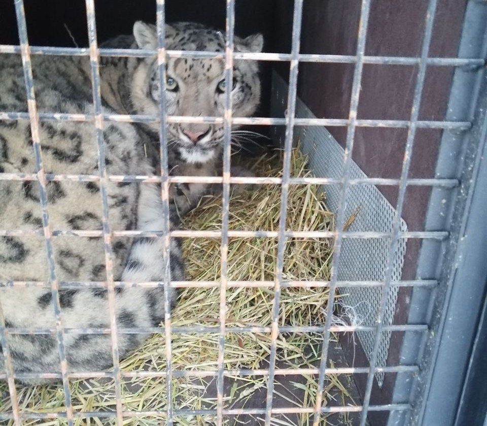 Под контролем сотрудников Росприроднадзора состоялась передача снежного барса