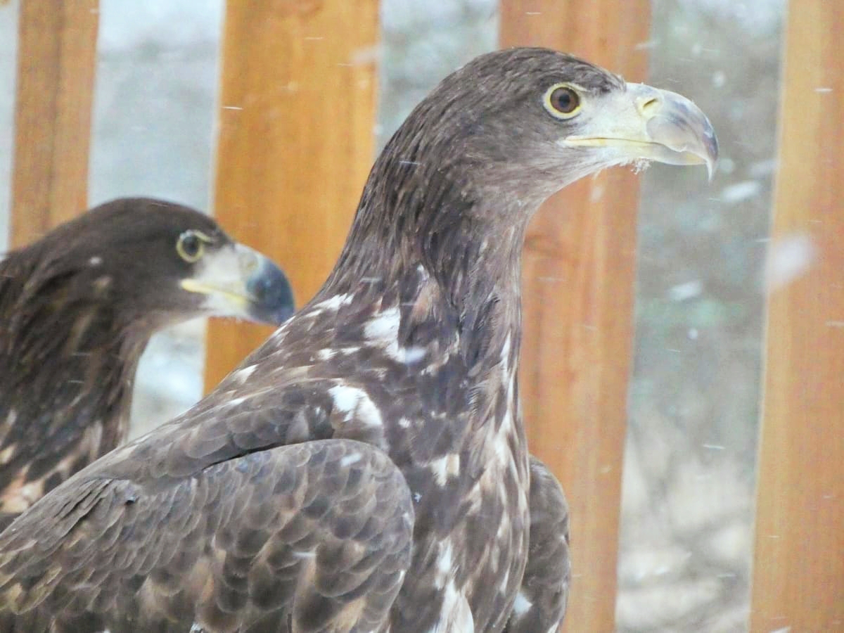 Спасенный в Мордовии краснокнижный орлан-белохвост готовится к выпуску в  живую природу