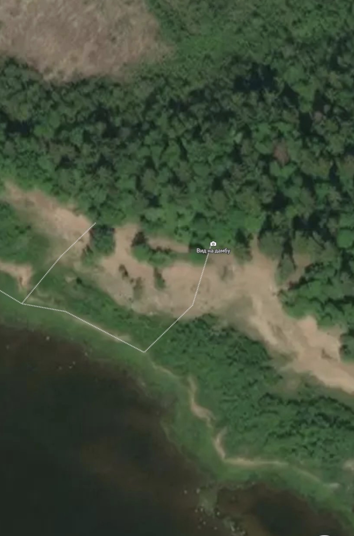 Замор рыбы в Финском заливе мог произойти из-за низкого содержания растворенного кислорода