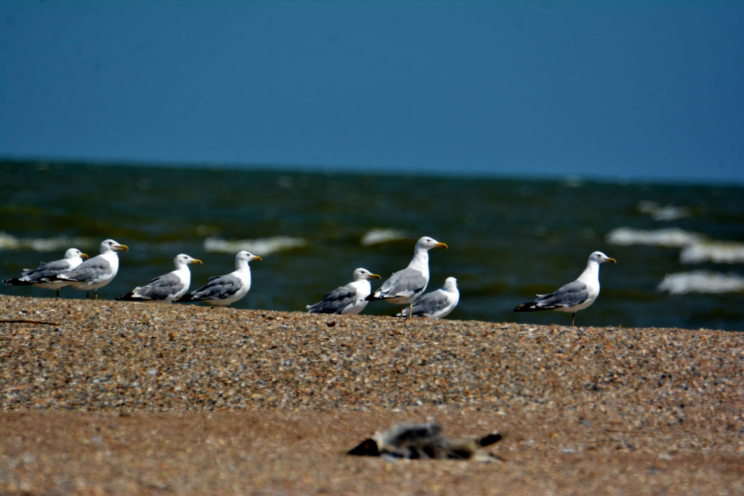 Специалисты Росприроднадзора принимают участие в охране мест обитаний редких видов птиц и животных
