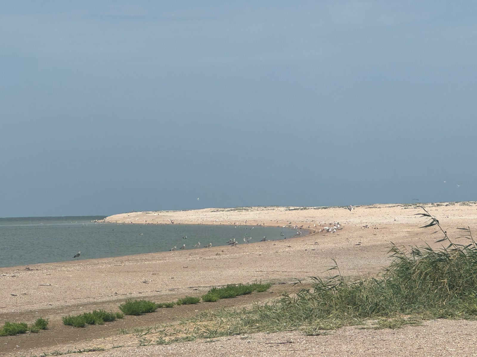 Сотрудниками Росприроднадзора проведен мониторинг острова Малый Жемчужный