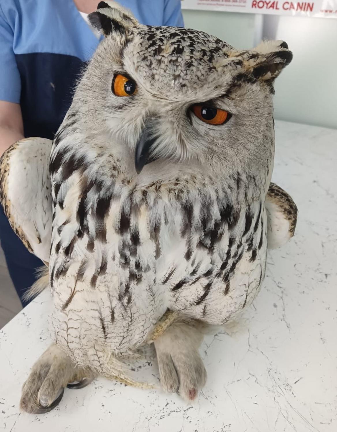 При участии инспекторов Росприроднадзора на Алтае удалось спасти редкую хищную птицу 