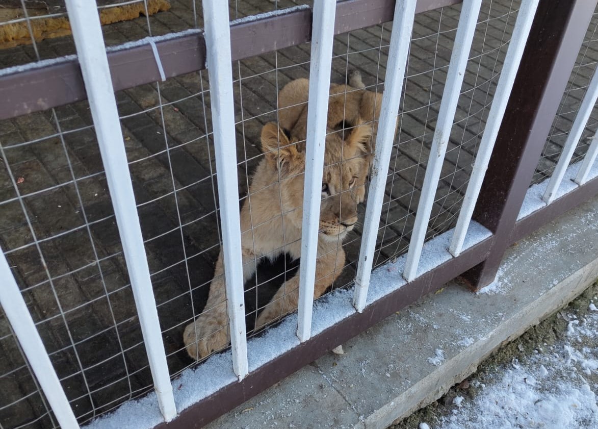 В Раменском городском округе выявлено незаконное содержание двух львят