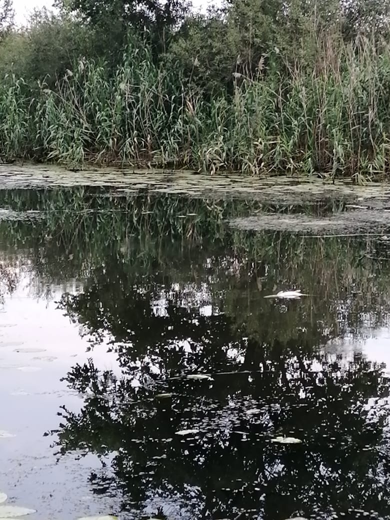 Инспекторы Центрально-Черноземного управления Росприроднадзора провели проверку по факту гибели рыбы в р. Битюг 