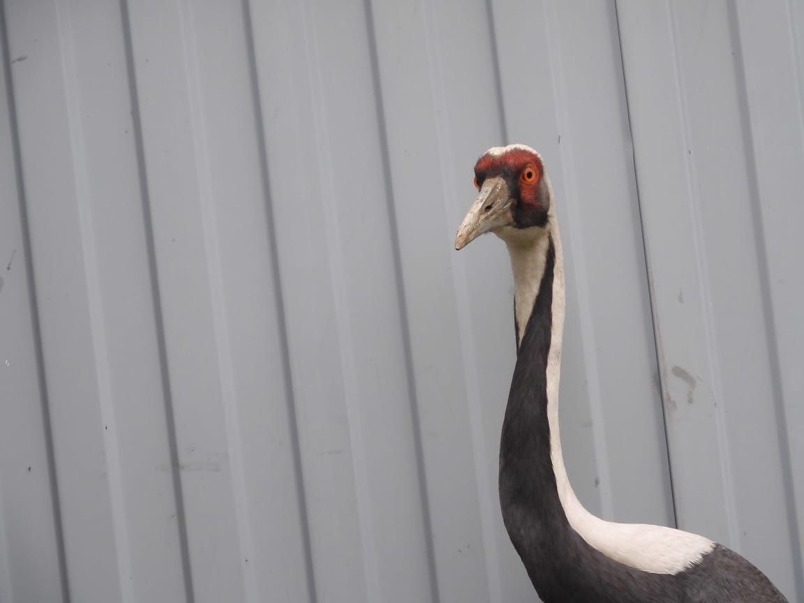 В Приморском крае спасли даурского журавля