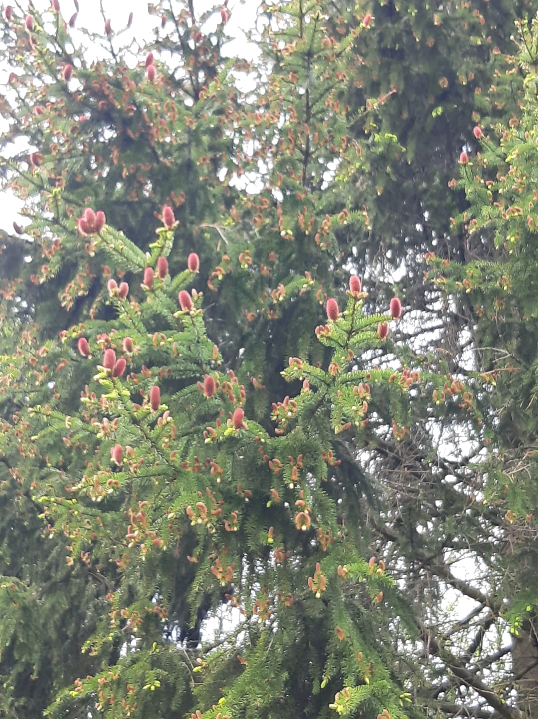 На елях в Ленинградской области появились розовые шишки