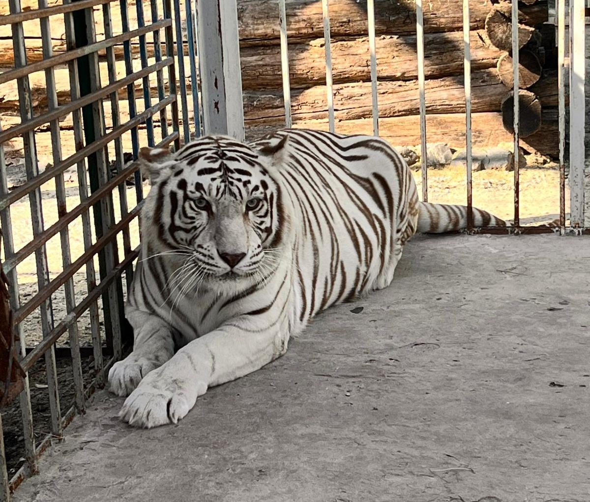 В честь Международного дня тигра сотрудники Центрально-Черноземного управления Росприроднадзора навестили тигров в Старооскольском зоопарке