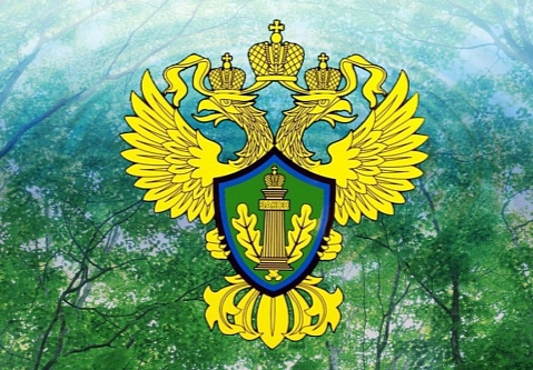 Производители товаров и упаковки Нижегородской области и Республики Мордовия в 2025 году перечислили в федеральный бюджет Российской федерации более 280 миллионов рублей экологического сбора