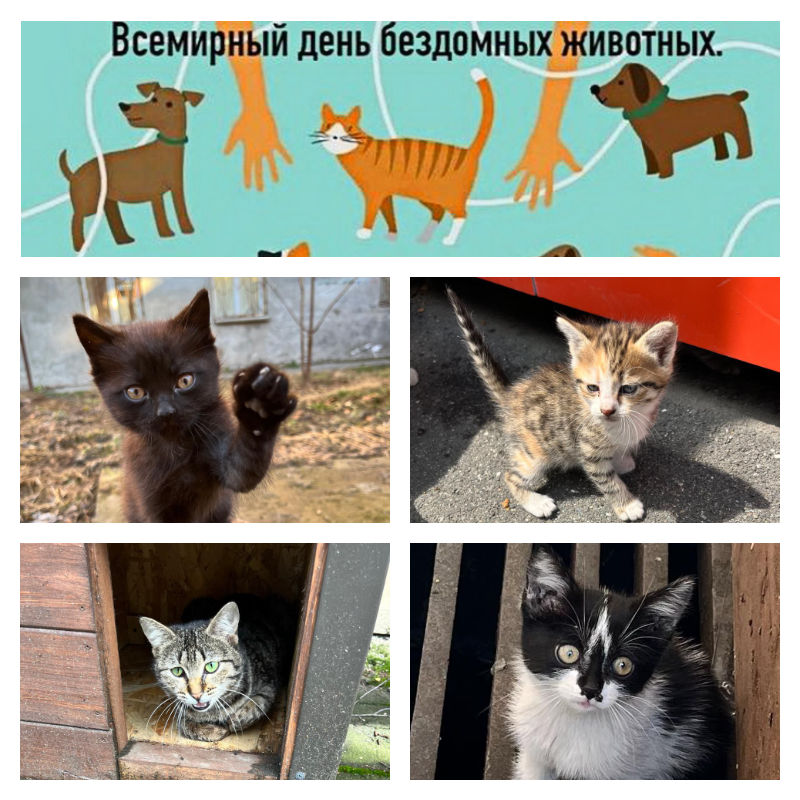 Милосердие в действии: Юрий Дзебоев и его подопечные