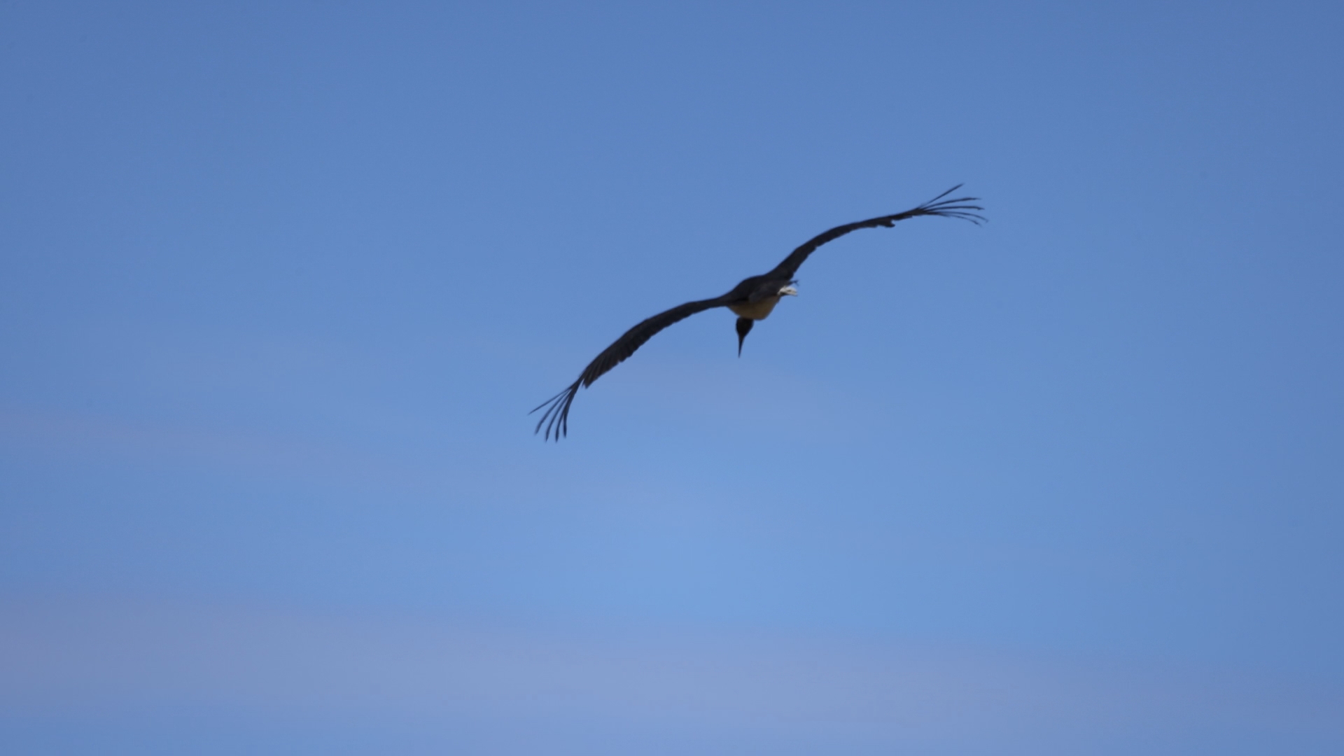 Под контролем Росприроднадзора в Иркутской области в естественную среду обитания выпущен черный аист 
