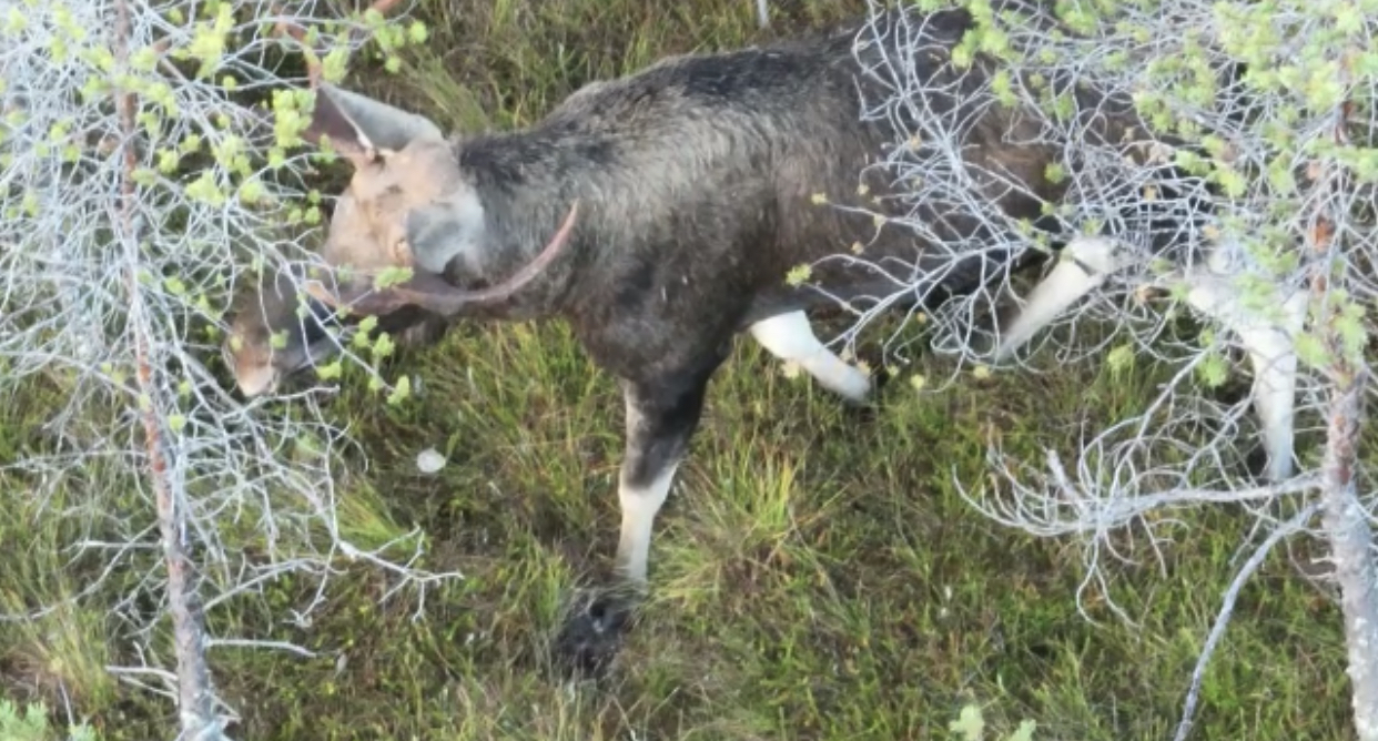 Лоси готовятся к зиме