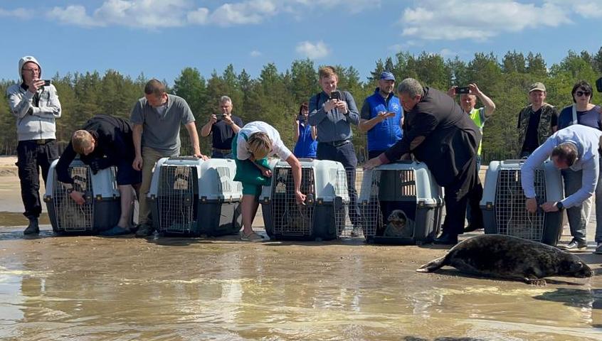 СЗМУ Росприроднадзора приняло участие в возвращении в природу пятерых серых тюленей
