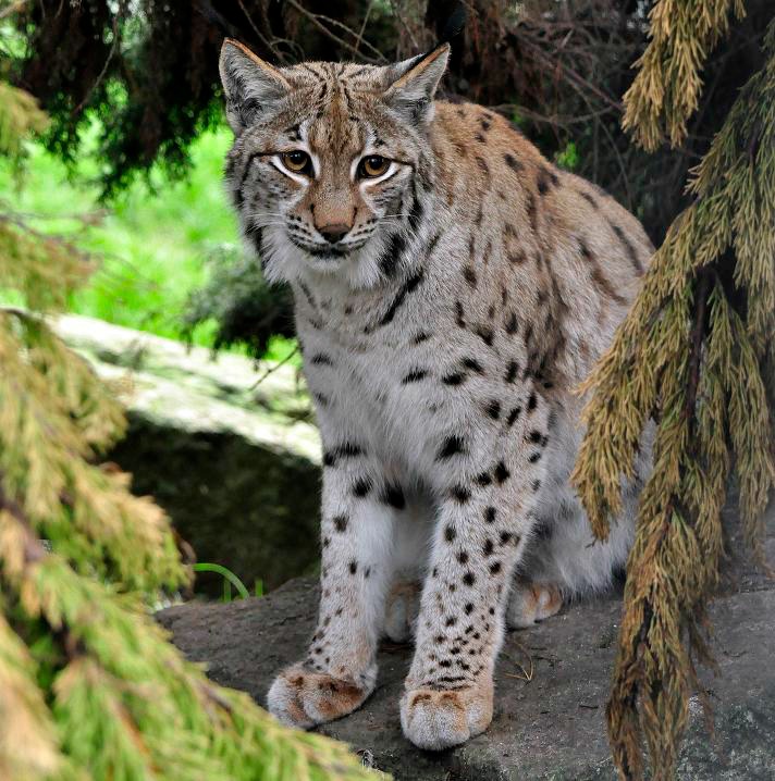 Рыси бывают. Рысь Сибирская краснокнижная. Lynx Lynx Linnaeus, 1758. Обыкновенная Рысь – Lynx Lynx l. [Felis Lynx l.]. Окрас рыси.