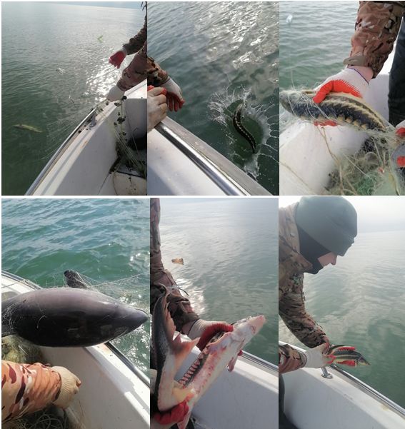 Росприроднадзор продолжает мероприятия по охране водных (морских) биологических ресурсов, занесенных в Красную книгу Российской Федерации