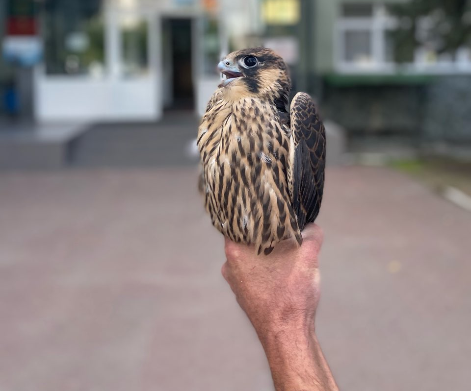 Пять краснокнижных соколов спасли сотрудники Южно-Сибирского управления Росприроднадзора  