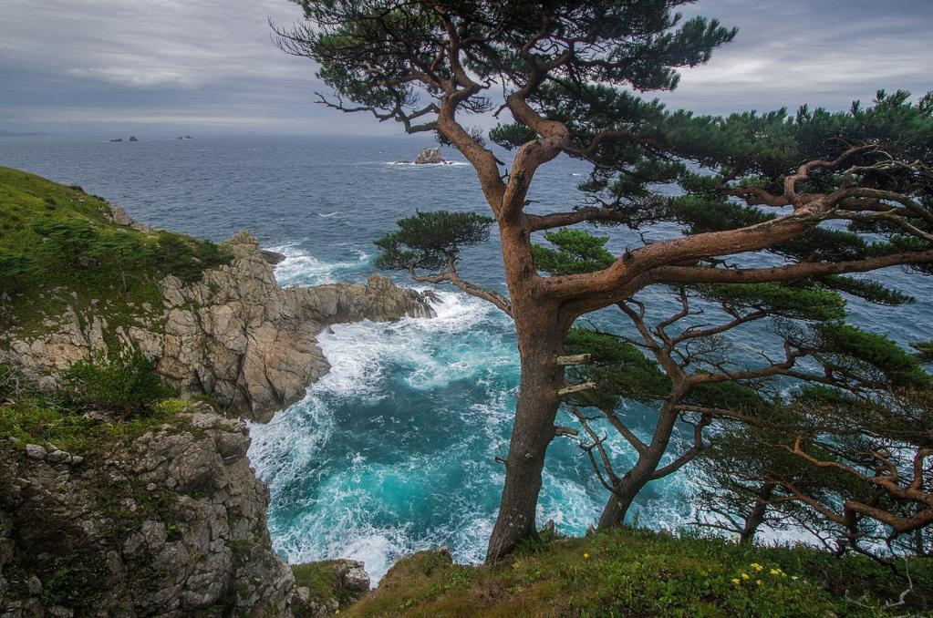 Проведение акции «Мемориальные деревья России»