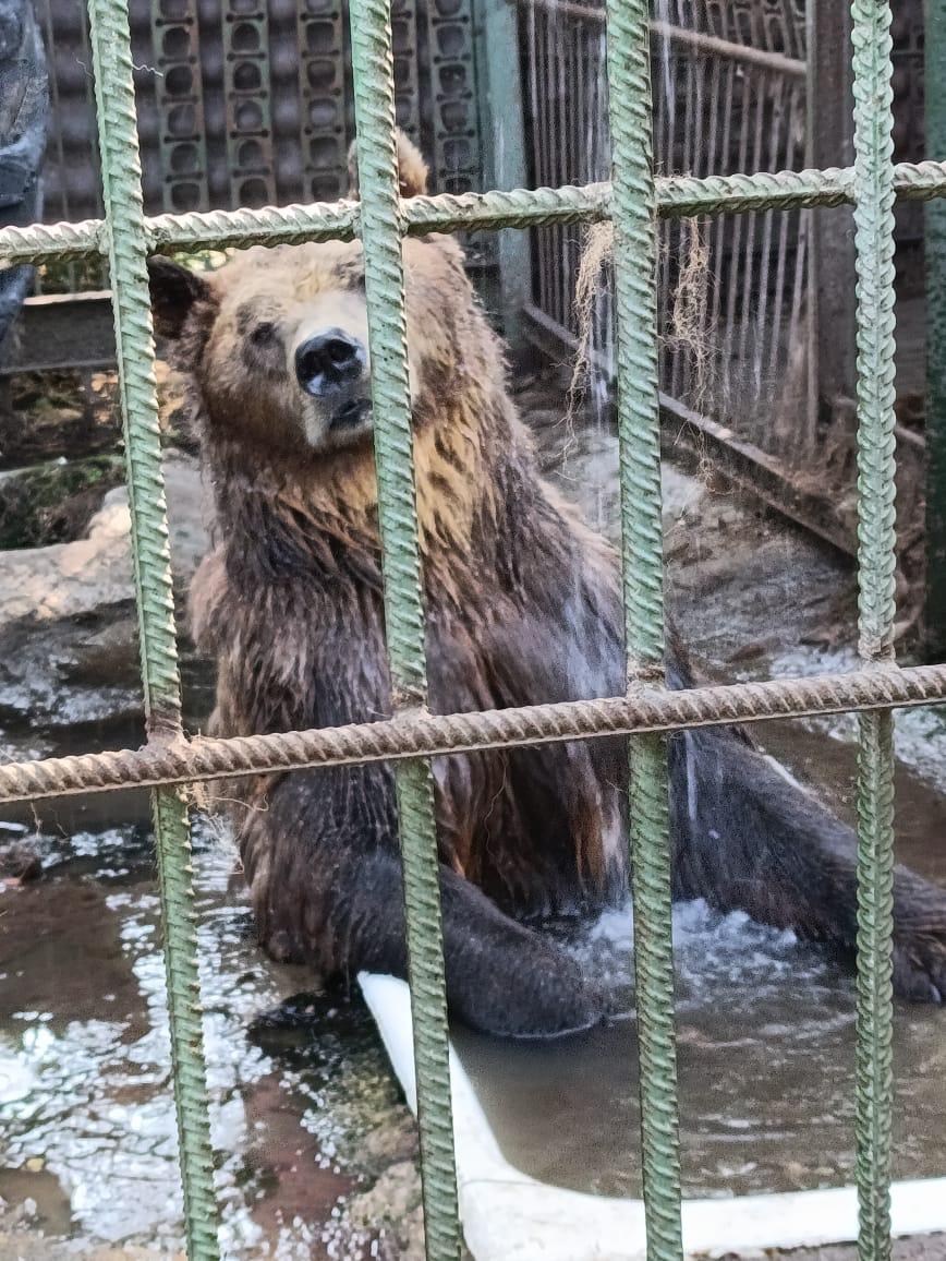 Росприроднадзор проверил условия содержания бурого медведя на турбазе «Удачный берег» в Челябинской области