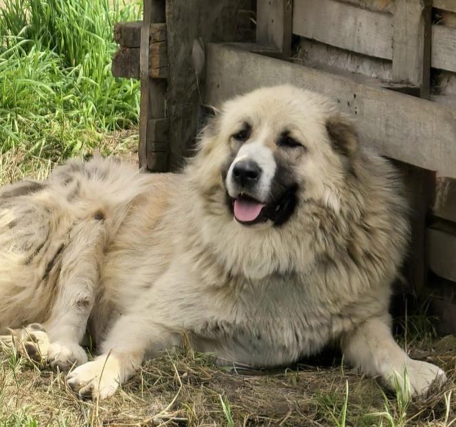 Сотрудники СЗМУ Росприроднадзора посетили приют для собак крупных пород в п. Чехово Калининградской области