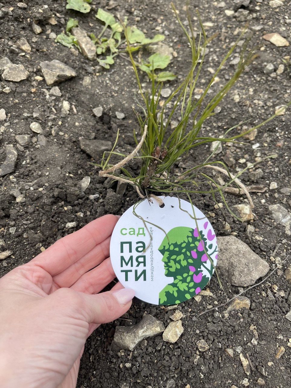 В Саратовской области сотрудники Росприроднадзора в рамках акции «Сад памяти» приняли участие в высадке 2 тысяч сеянцев сосны  