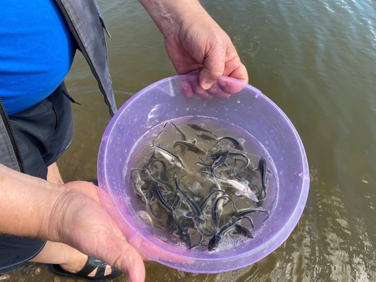 Сотрудники Росприроднадзора приняли участие в выпуске мальков в Воткинское водохранилище