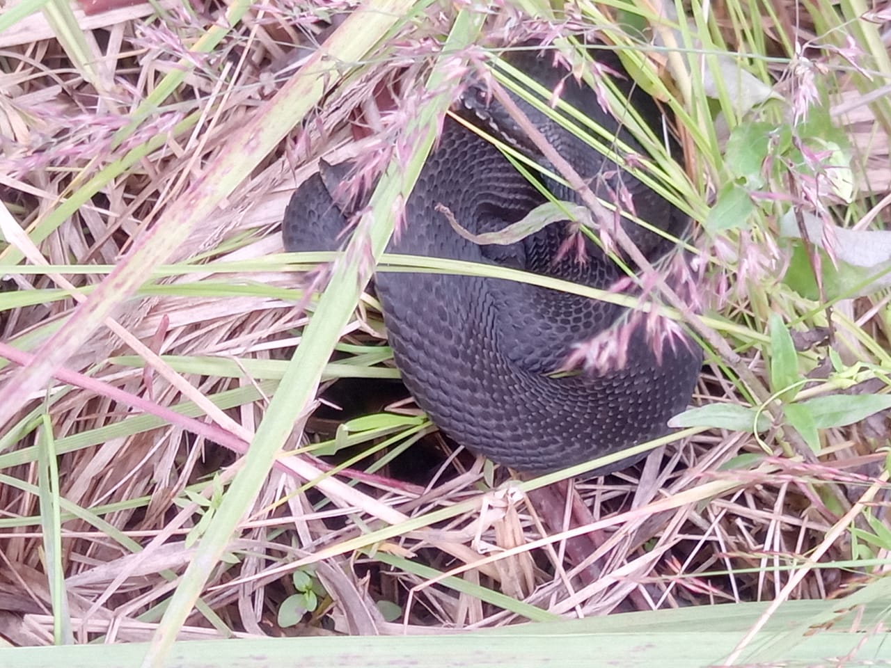 СЗМУ Росприроднадзора предупреждает об увеличении змей в регионе