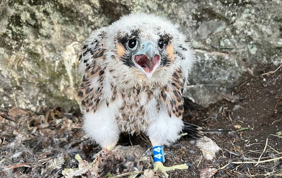 Сотрудники Уральского управления Росприроднадзора провели мечение краснокнижных соколов сапсанов 