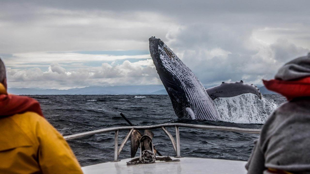 ПРАВИЛА ПОВЕДЕНИЯ СУДОВЛАДЕЛЬЦЕВ ВБЛИЗИ КИТОВ И ДЕЛЬФИНОВ