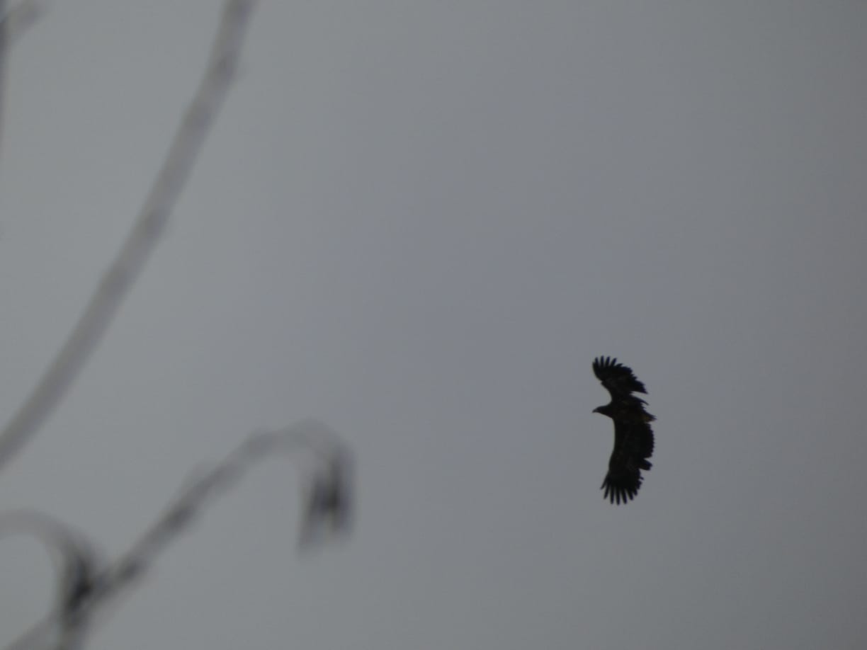 Сотрудники Росприроднадзора приняли участие в выпуске орлана-белохвоста в естественную среду обитания