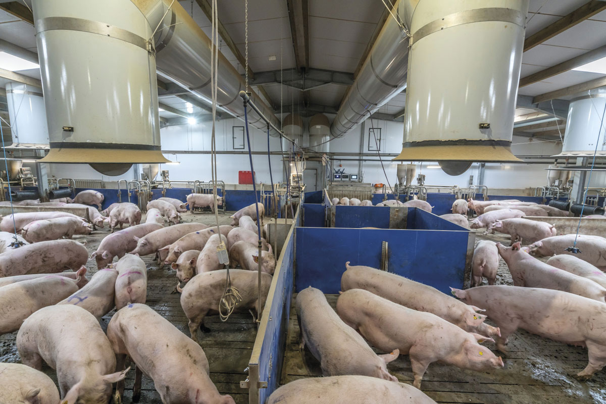 Вадский свинокомплекс привлечен к ответственности за неисполнение предписания об устранении экологических нарушений