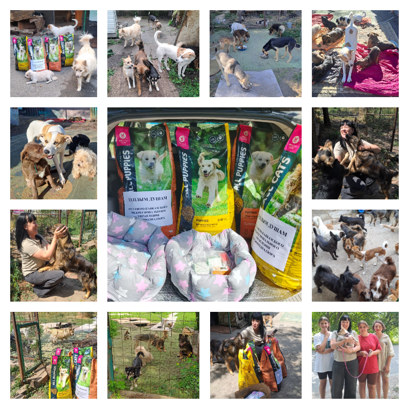 Забота о бездомных животных: Встреча Росприроднадзора с Викторией в Ставропольском крае