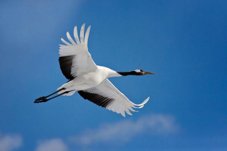 Сотрудники Росприроднадзора приняли участие в выпуске в дикую природу краснокнижных журавлей