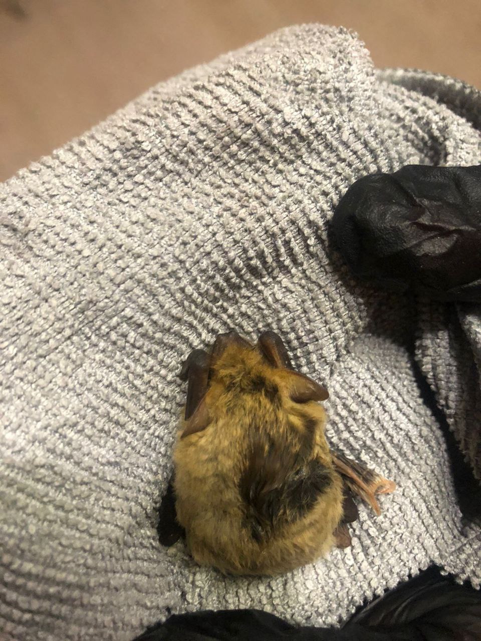 Редкий вид рукокрылых спасён в Пензенской области 