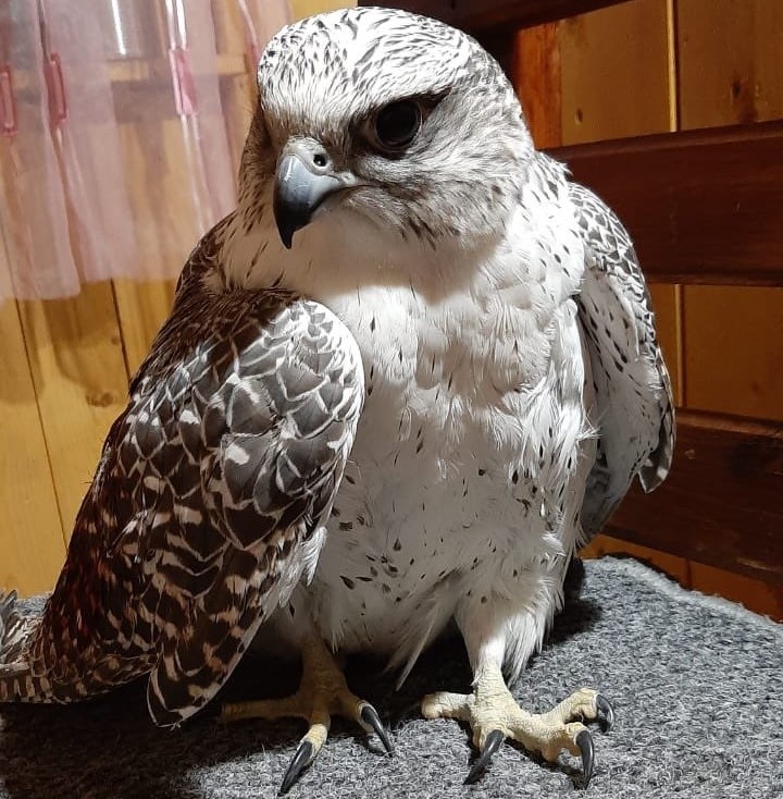 Редкого кречета спасли сотрудники Росприроднадзора в Кузбассе