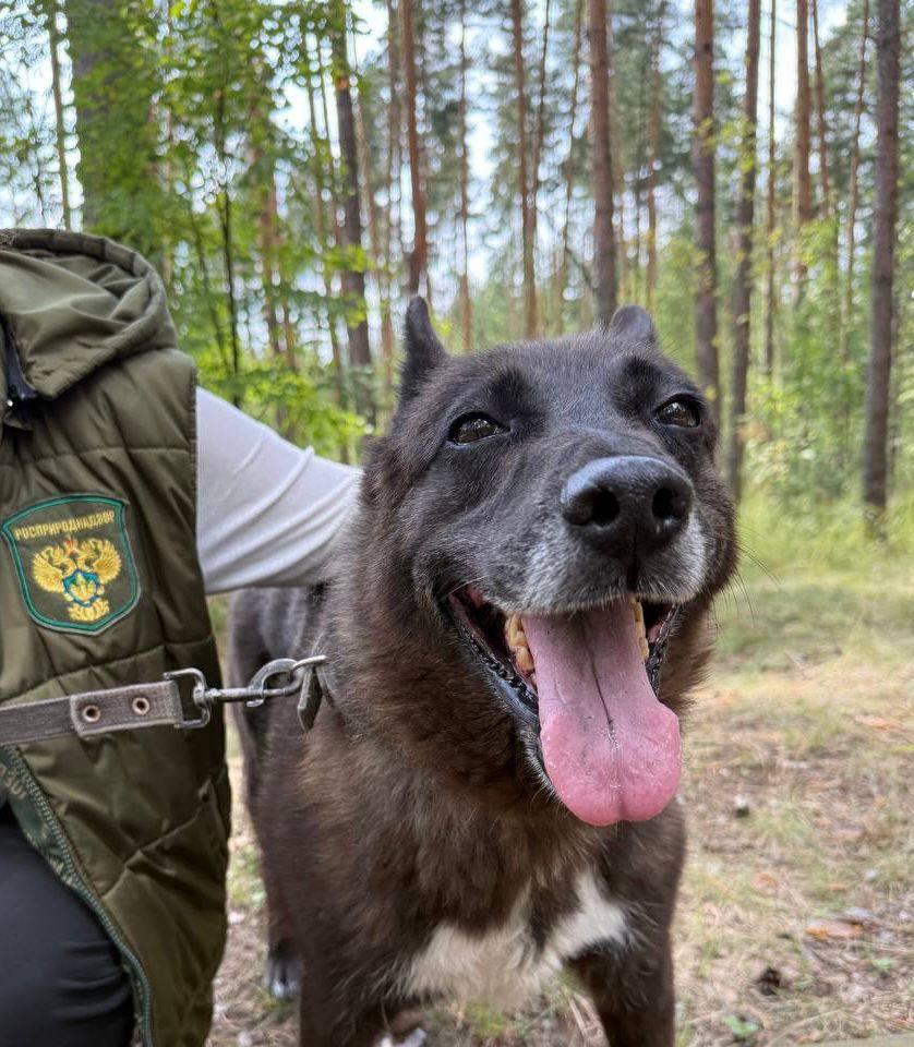 Верхне-Волжское межрегиональное управление Росприроднадзора присоединяется к Дню волонтера