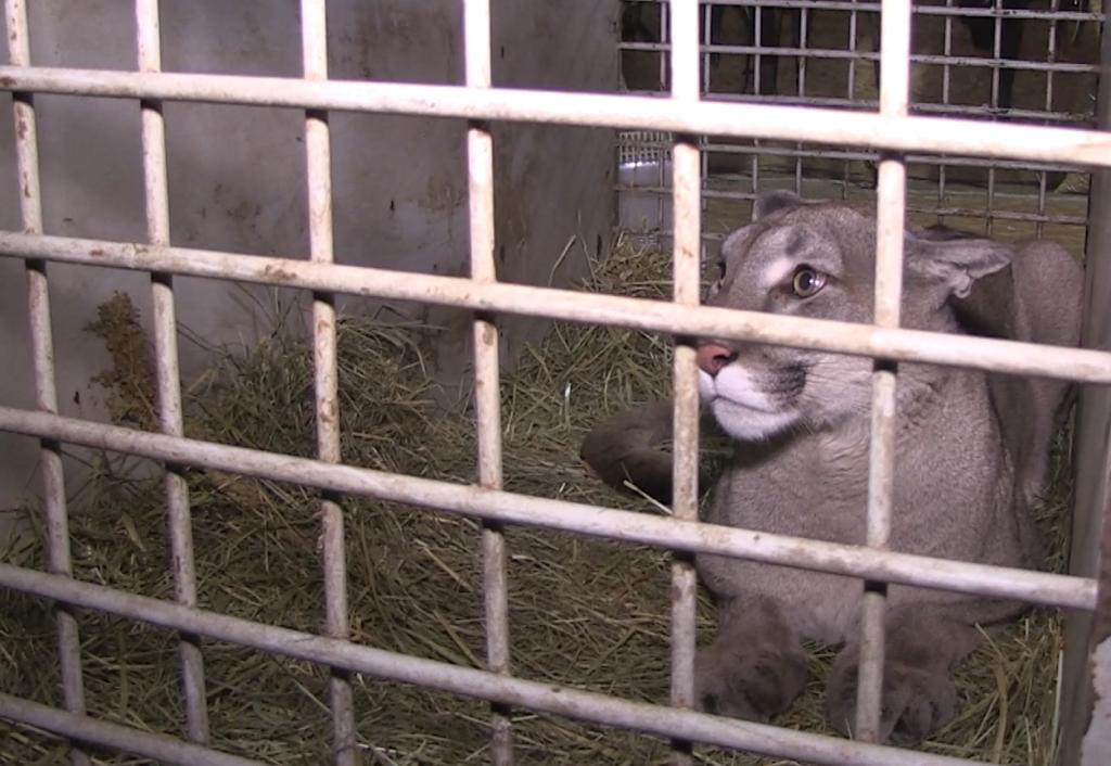 В Волгограде при досмотре автомобиля, следовавшего из Самары в Карачаево-Черкесскую Республику, обнаружены краснокнижные дикие животные, находящиеся под угрозой исчезновения (СИТЕС)