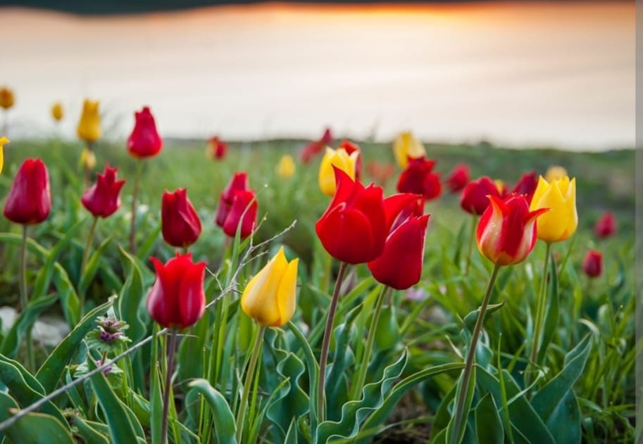 Росприроднадзор поздравляет всех женщин земли с праздником 8 марта