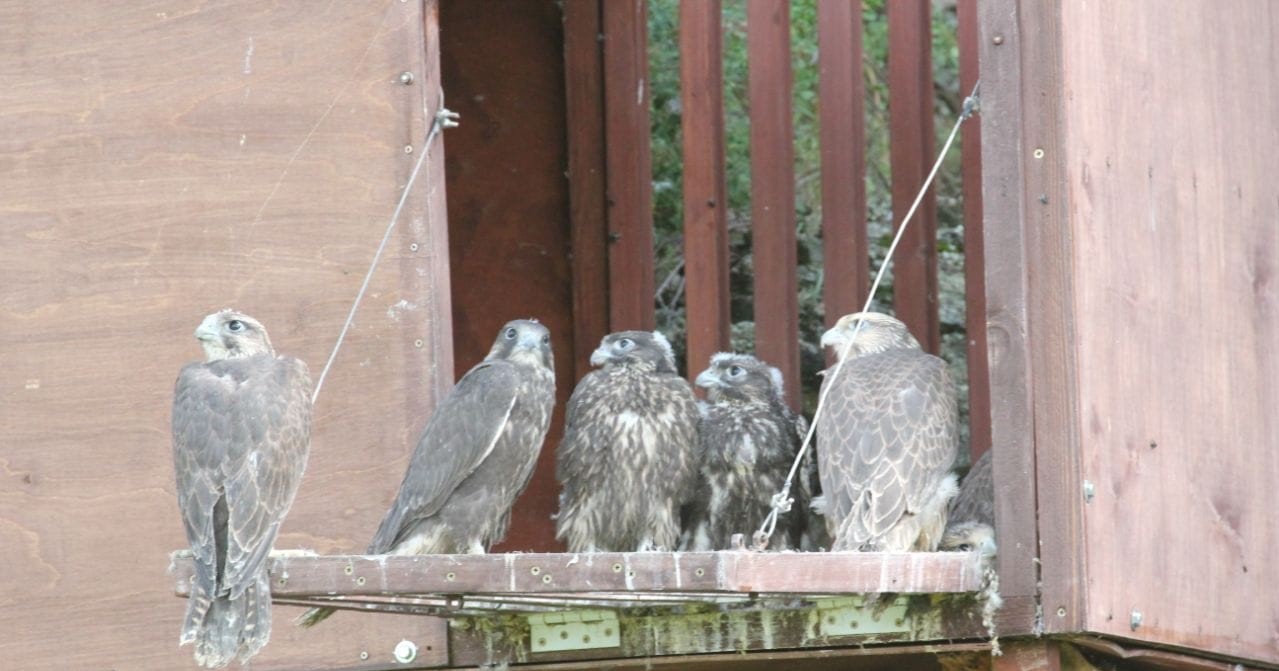В Челябинской области сотрудники Уральского управления Росприроднадзора приняли участие в выпуске в естественную среду обитания соколов балобанов 