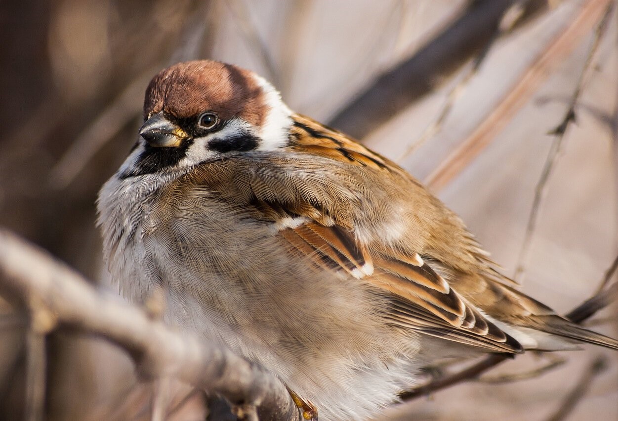 Инспектора Росприроднадзора и общественный инспектор по охране окружающей среды приняли участие во Всероссийской переписи воробьев «Воробьи на кустах»