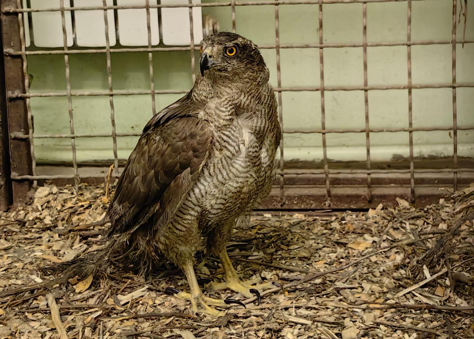 Росприроднадзор передал ястреба-тетеревятника на содержание в Ростовский зоопарк