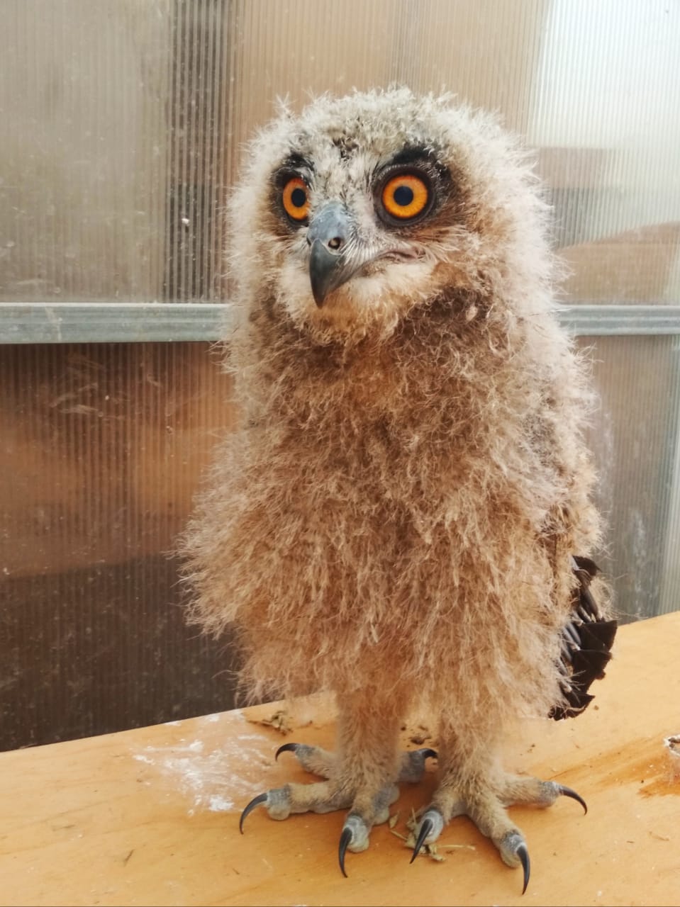 Росприроднадзор по СЗФО просит не беспокоить слетков