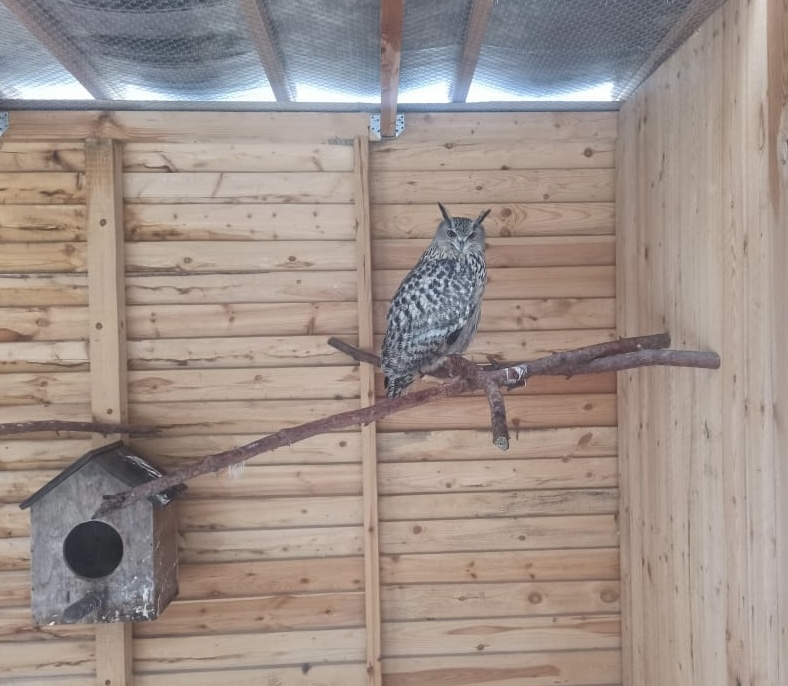 Филин и красный волк содержатся у индивидуального предпринимателя без разрешения