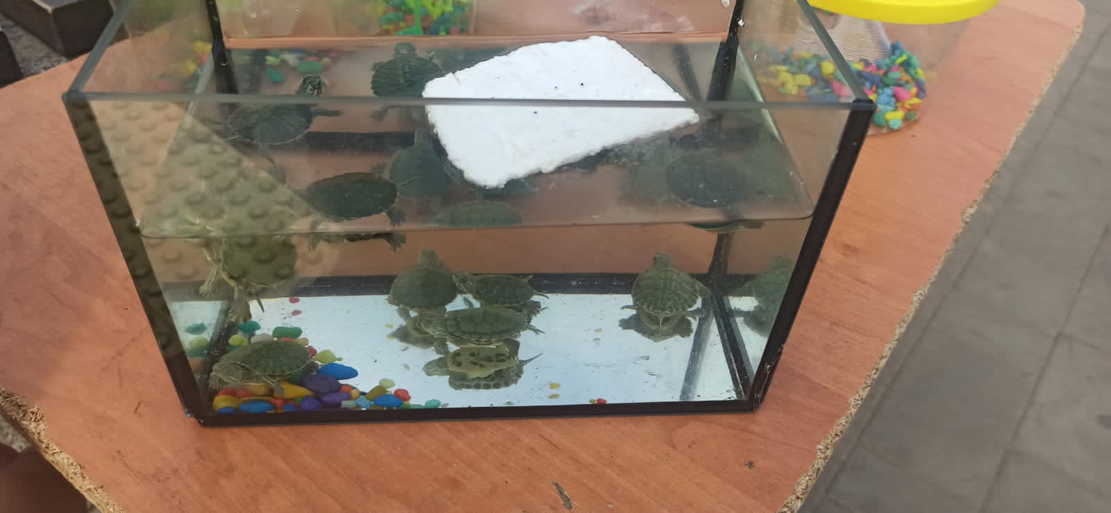 СЗМУ Росприроднадзора объявило предостережение гражданину, продававшему красноухих черепах у метро «Проспект Большевиков» 